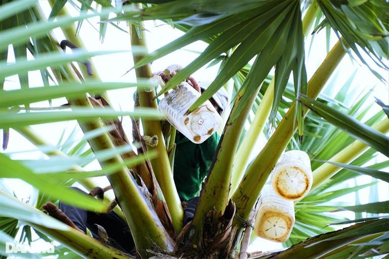 Sau đó đặt chiếc can nhựa để hứng lấy mật hoa (Ảnh: Bảo Kỳ). Sau đó đặt chiếc can nhựa để hứng lấy mật hoa (Ảnh: Bảo Kỳ).