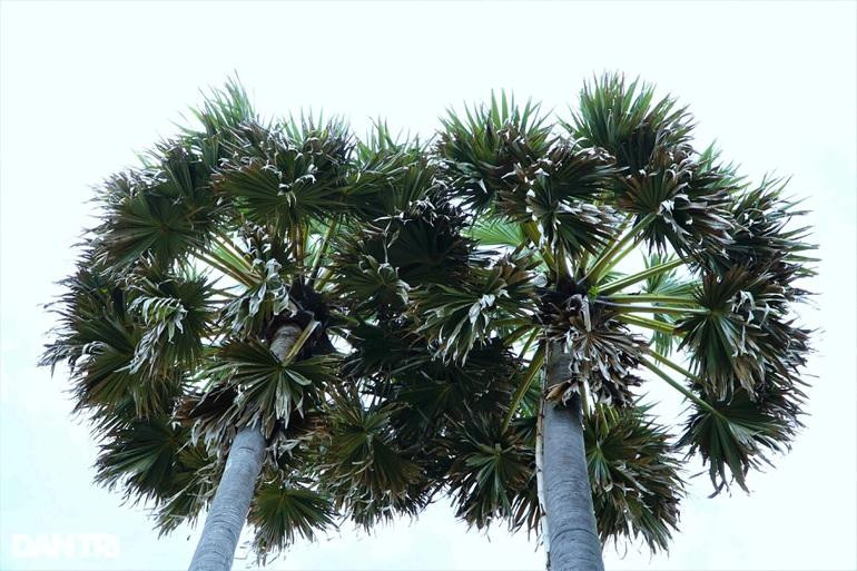 Những cây thốt nốt mọc sát nhau người thợ sẽ di chuyển qua lại bằng "đòn tay" bắc ngang (Ảnh: Bảo Kỳ). Những cây thốt nốt mọc sát nhau người thợ sẽ di chuyển qua lại bằng "đòn tay" bắc ngang (Ảnh: Bảo Kỳ).