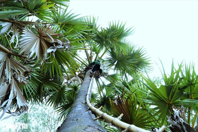 Người dân dùng nhánh tre già và dài buộc chặt vào thân cây thốt nốt làm chiếc thang để leo lên ngọn cây (Ảnh: Bảo Kỳ). Người dân dùng nhánh tre già và dài buộc chặt vào thân cây thốt nốt làm chiếc thang để leo lên ngọn cây (Ảnh: Bảo Kỳ).