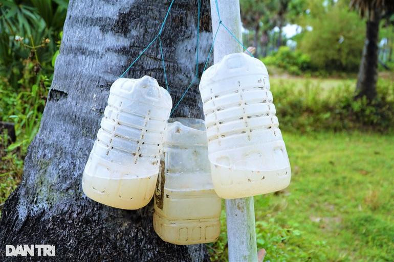 Mật thốt nốt khi thu hoạch xong được đóng vào can nhựa giao cho các lò đường. Một số người tự nấu đường ở nhà rồi bán đường thốt nốt thô sẽ có thu nhập cao hơn (Ảnh: Bảo Kỳ). Mật thốt nốt khi thu hoạch xong được đóng vào can nhựa giao cho các lò đường. Một số người tự nấu đường ở nhà rồi bán đường thốt nốt thô sẽ có thu nhập cao hơn (Ảnh: Bảo Kỳ).