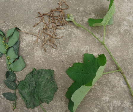 Bốn thảo dược dễ tìm chữa bệnh sỏi thận ảnh 2