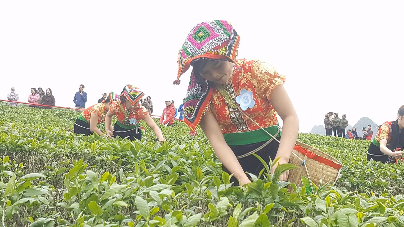 Tưng bừng Hội thi hái chè trên cao nguyên Mộc Châu ảnh 4