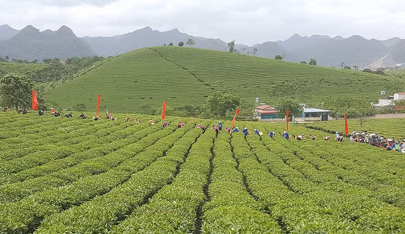 Tưng bừng Hội thi hái chè trên cao nguyên Mộc Châu ảnh 1