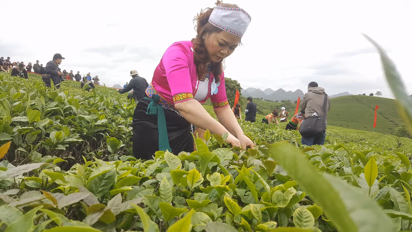 Tưng bừng Hội thi hái chè trên cao nguyên Mộc Châu ảnh 3