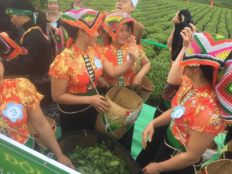 Tưng bừng Hội thi hái chè trên cao nguyên Mộc Châu ảnh 7
