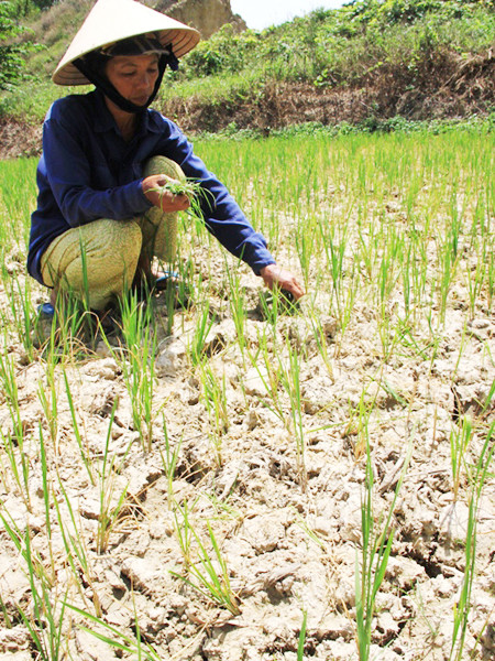 Ruộng đồng vùng hạ du Quảng Nam trên địa bàn các xã huyện Duy Xuyên bị khô toác, nứt nẻ do hạn mặn. Ảnh: Nguyễn Huy
