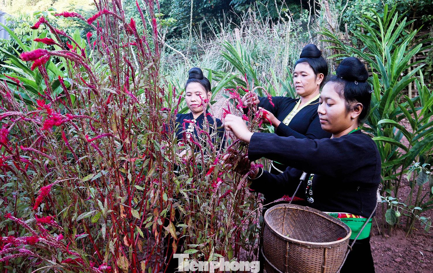 Từ sáng sớm, chị em phụ nữ đã rủ nhau lên nương rẫy, ra bờ suối hái hoa mào gà để chuẩn bị cho lễ hội. Từ sáng sớm, chị em phụ nữ đã rủ nhau lên nương rẫy, ra bờ suối hái hoa mào gà để chuẩn bị cho lễ hội.
