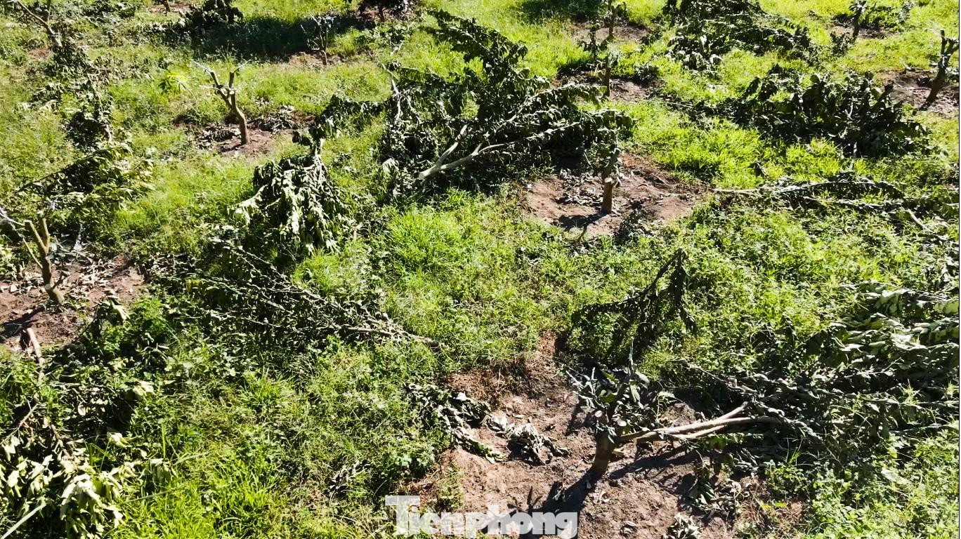 Trồng bưởi da xanh nhưng khi ra quả lại hóa bưởi lạ ảnh 2