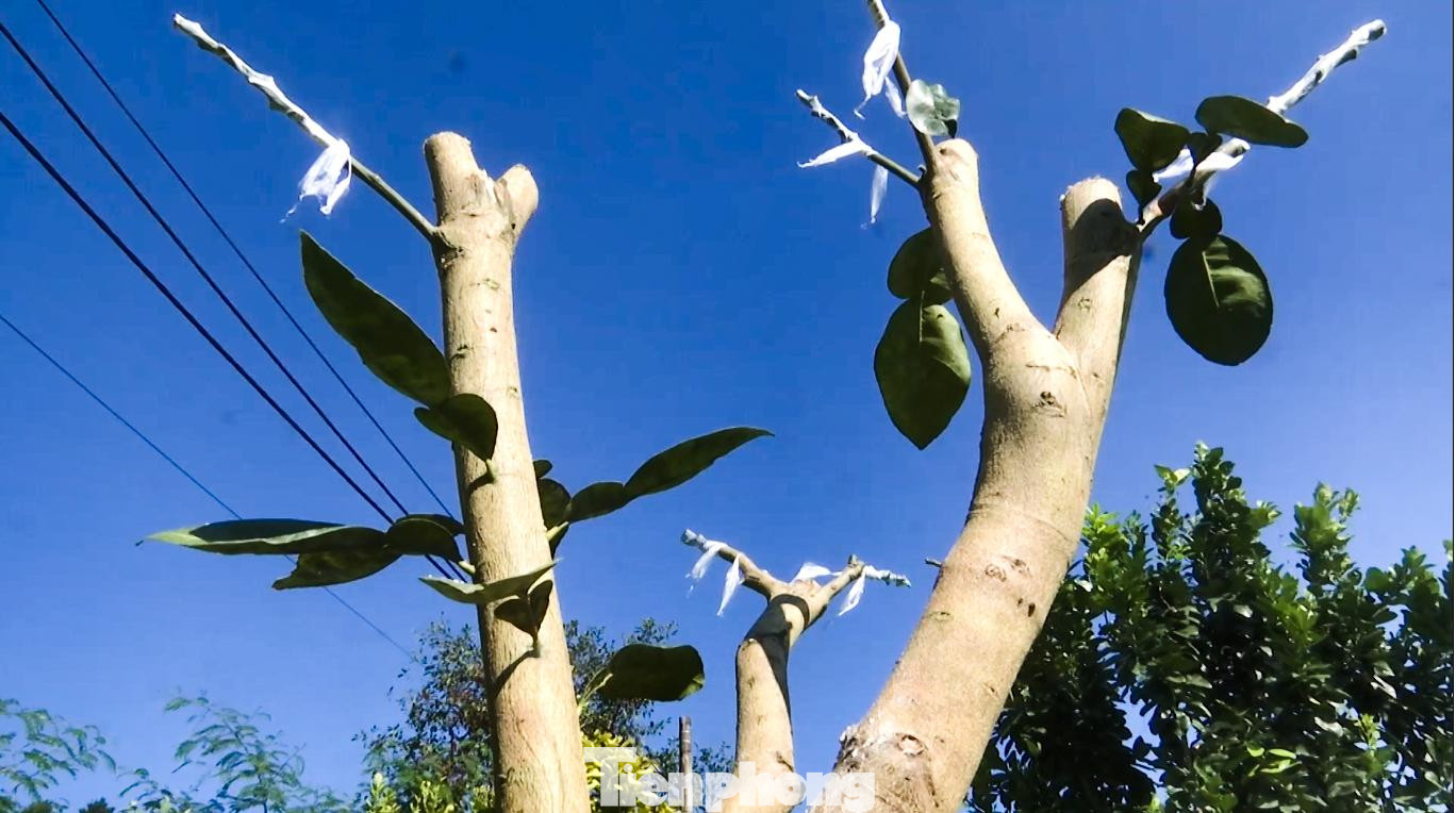Những gốc bưởi sau khi bị chặt, đã được ghép bù mắt ghép nhưng sau hai năm nữa chưa biết cây sẽ bói quả bưởi gì.