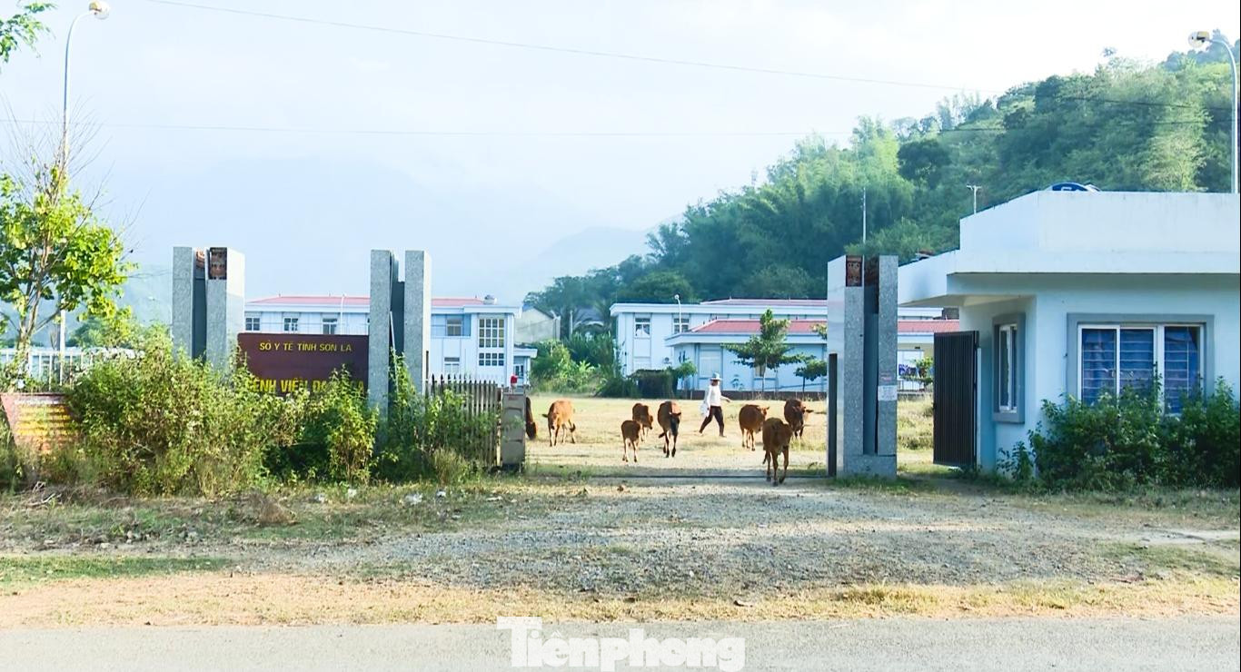 Cỏ mọc um tùm, người dân thường xuyên chăn thả gia súc ở trong khuôn viên bệnh viện. Cỏ mọc um tùm, người dân thường xuyên chăn thả gia súc ở trong khuôn viên bệnh viện.