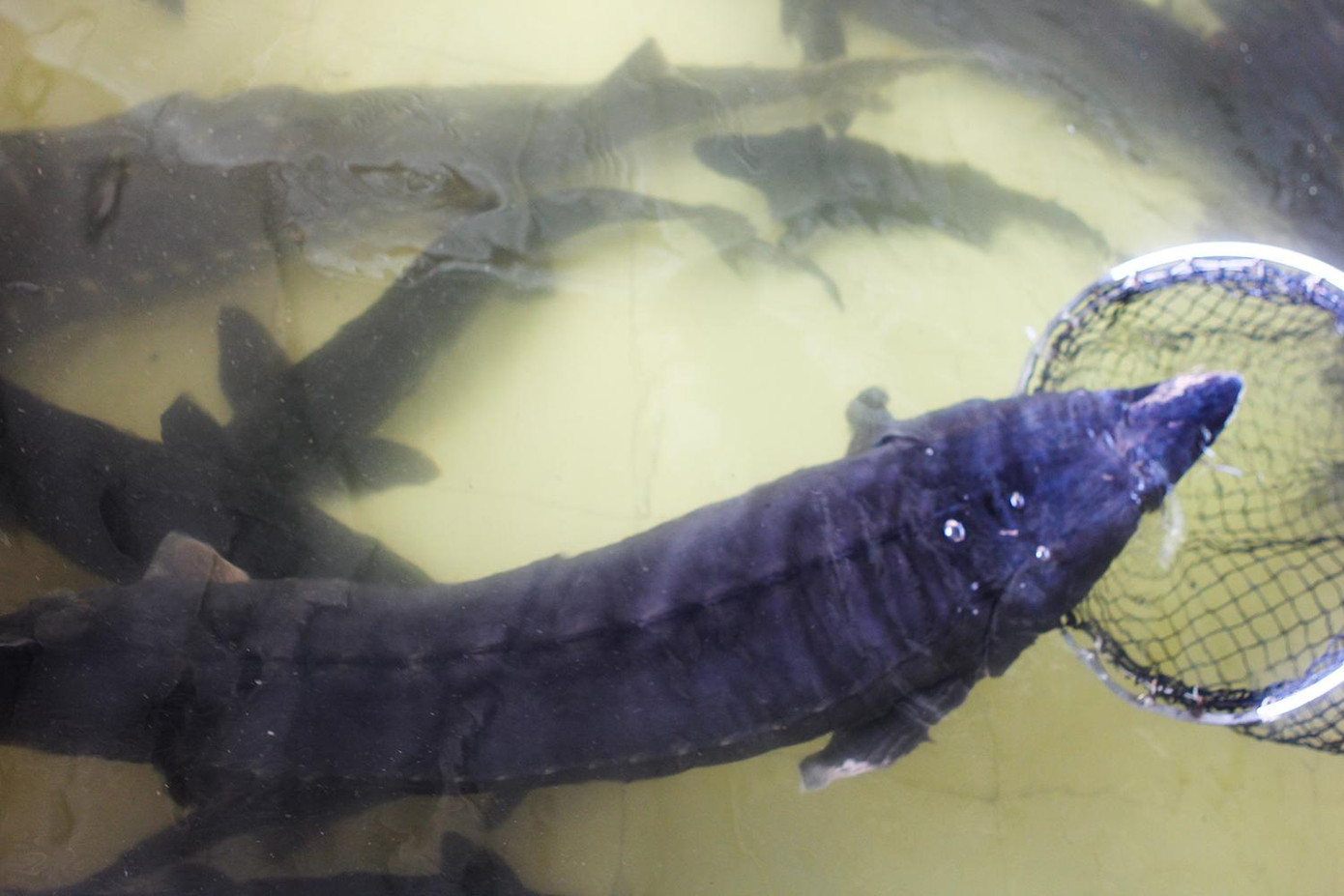 Cá nước lạnh mang lại giá trị kinh tế cao.