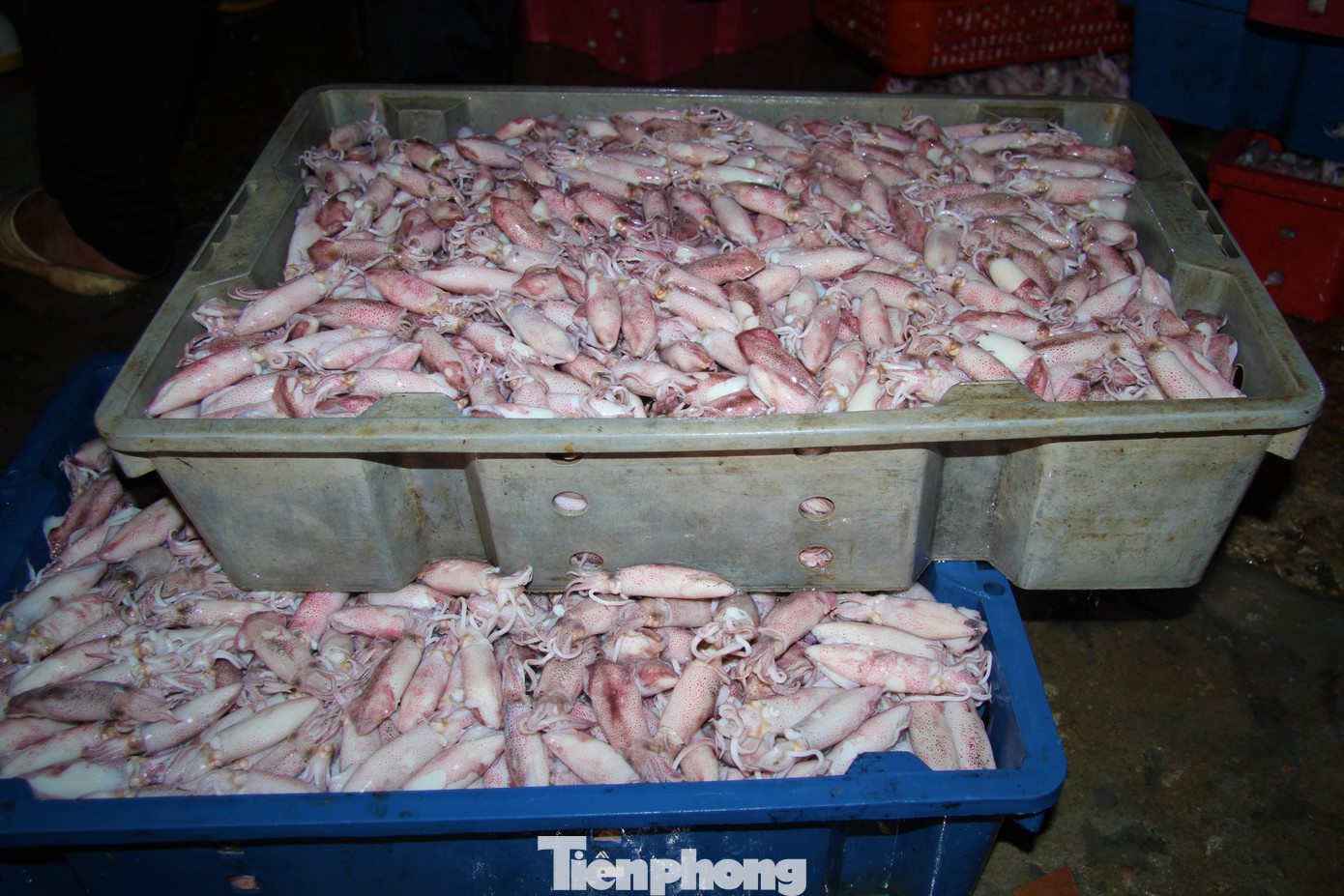 Giá của mực giao động từ 100.000 đồng - 140.000 đồng / 1 kg tùy thuộc vào từng kích cỡ khác nhau. Cục thể, với mực cỡ nhỏ (45-50 con/1 kg) giá 100.000 - 110.000 đồng, mực cỡ vừa (30-35 con/ 1 kg ) giá 140.000 đồng, mực lớn hơn thì giá giao động lên đến 160.000 đồng/ 1 kg.