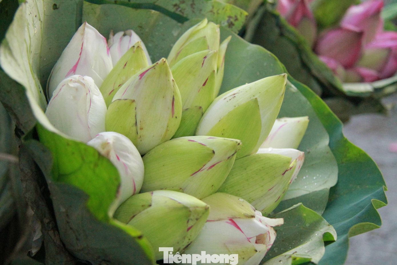 Ngoài sen hồng, sen trắng cũng được người dân ưa chuộng nhiều. Hoa sen trắng có nguồn gốc từ Ấn Độ, các chủ đầm sen cho biết, nếu được chăm sóc tốt, cây có thể phát triển đến gần 2 mét, rễ bò theo chiều ngang dưới mặt nước khoảng 3 mét. Nhắc đến sen Hà Nội người ta thường nhắc về sen hồ Tây. Nhưng sen hồ Tây thường nở muộn nên thời điểm này, những gánh hàng rong trên đường phố thường là sen nhập từ các vùng Từ Liêm, Thanh Trì, Thường Tín...