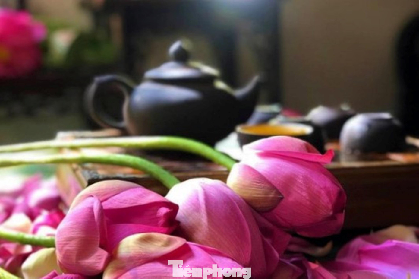 Hoa vừa độ nở, hàng trăm cánh khum khum, ken vào nhau là khi hương thơm còn đậm đà, thanh ngọt nhất.