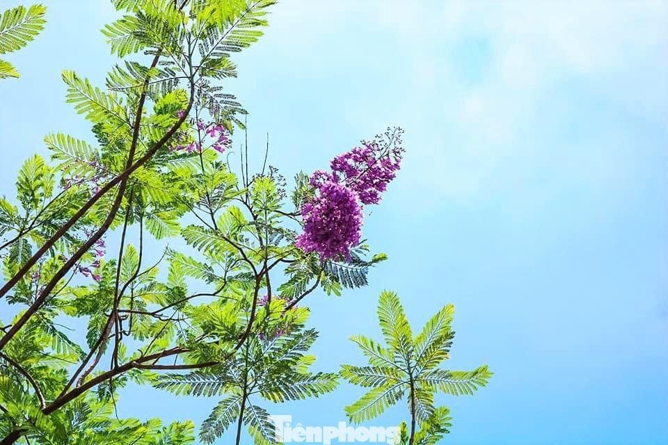 Phượng tím khi nở có hình ống, dài 4-5cm và mọc thành từng chùm.