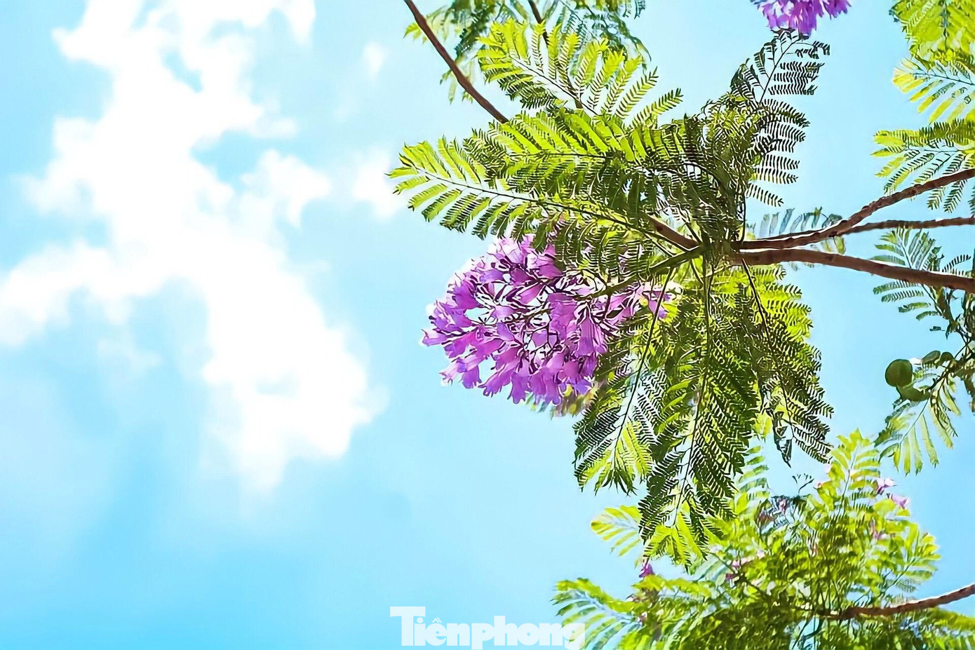 Chính nhờ vào vẻ rất riêng của mình mà nhiều năm trở lại đây, phượng tím được trồng trên khắp cả nước.