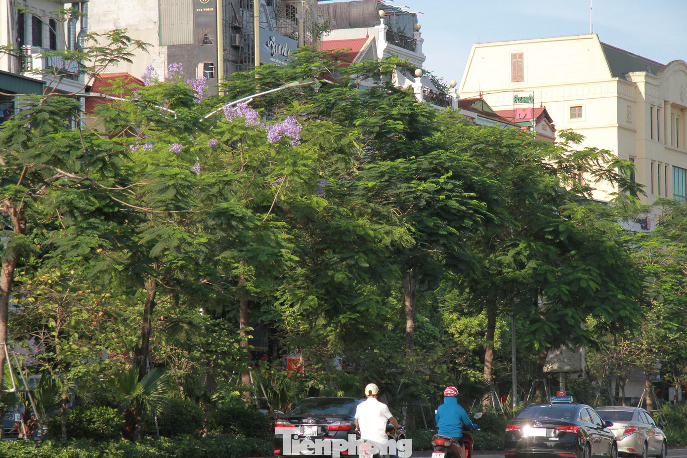 Những ngày vừa qua, hàng cây phượng tím trên đường Láng đã ra những bông hoa bói, nở tím biếc khiếm người dân vô cùng thích thú.