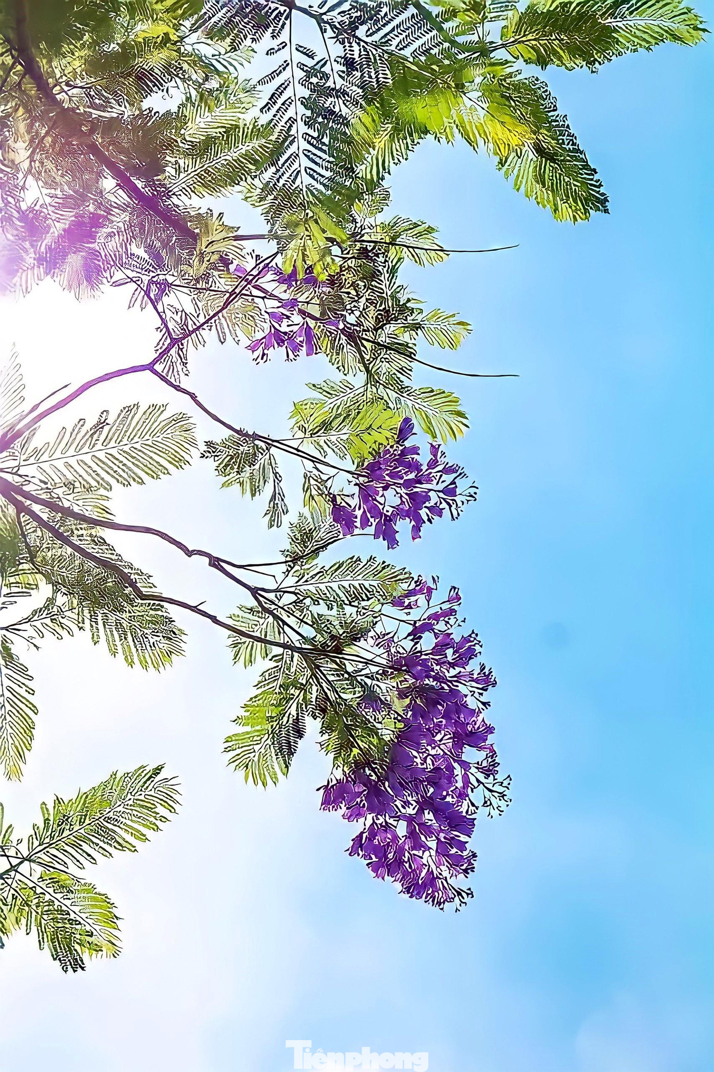 Không rực rỡ như hoa phượng đỏ, không thơm nồng nàn như hoa sữa thế nhưng phượng tím mang lại sự thanh tao, dịu mát, xoa đi cái nắng nóng, oi bức của mùa hè trên phố phường Thủ đô.