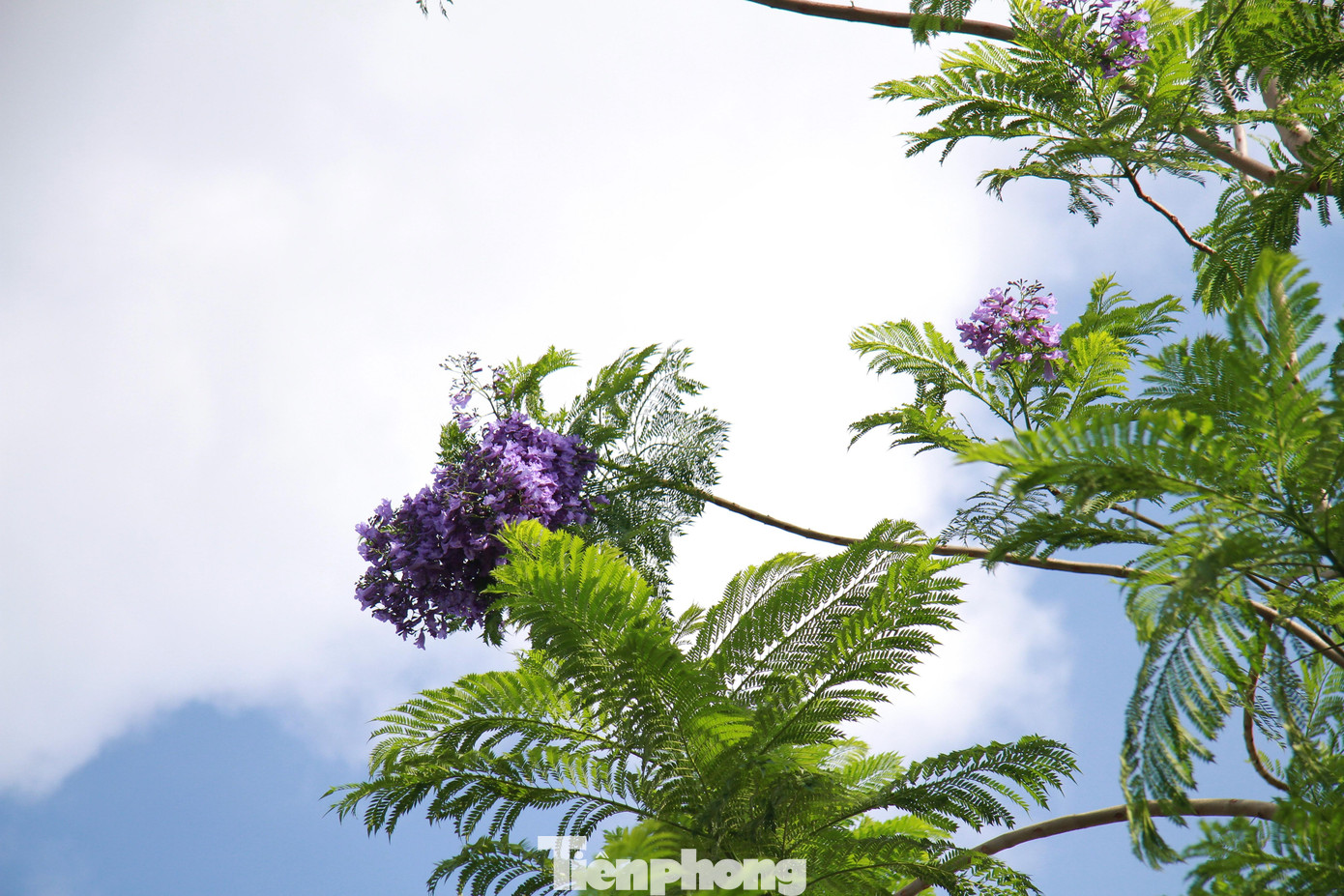 Chính cái màu tím mộng mơ ấy lại dễ chiếm lấy ánh mắt, trái tim của những kẻ si tình.