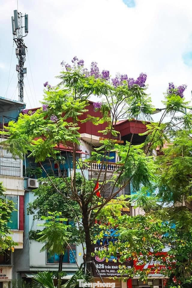 Sau từ 2 đến 3 năm cây mới phát triển từ hạt thành cây con và trưởng thành để cho ra những nụ hoa đầu tiên.