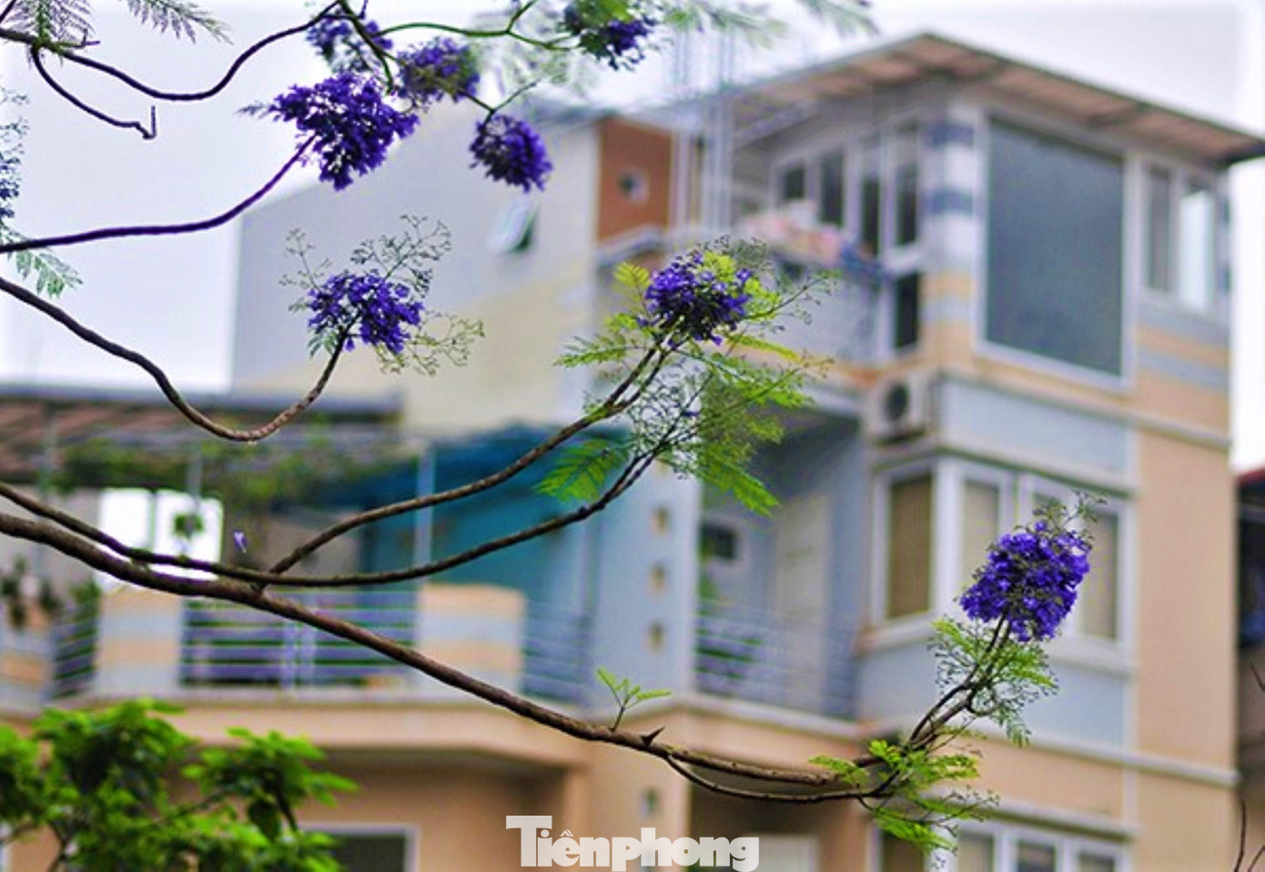 Thân gỗ lớn thô nhám, cao từ 10-15m, tán cây khi phát triển có thể phủ rộng với đường kính 5-7m, phượng tím có lá giống như phượng vĩ, lá me.