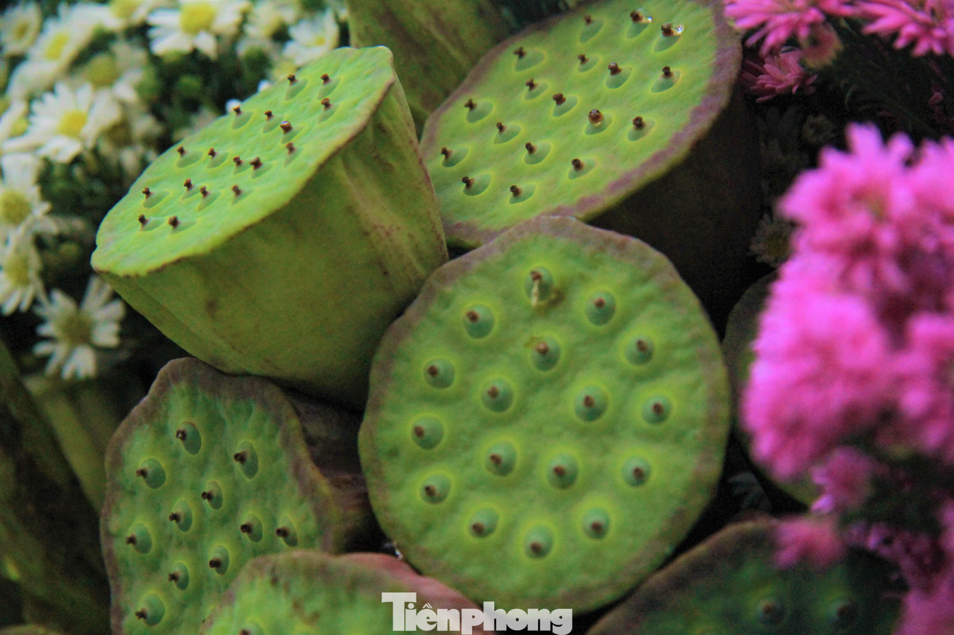 Mùa sen thường kéo dài đến đầu tháng 9 nhưng thời kì hoa đẹp nhất, thơm nhất là từ cuối tháng 5 đến nửa cuối tháng 6.