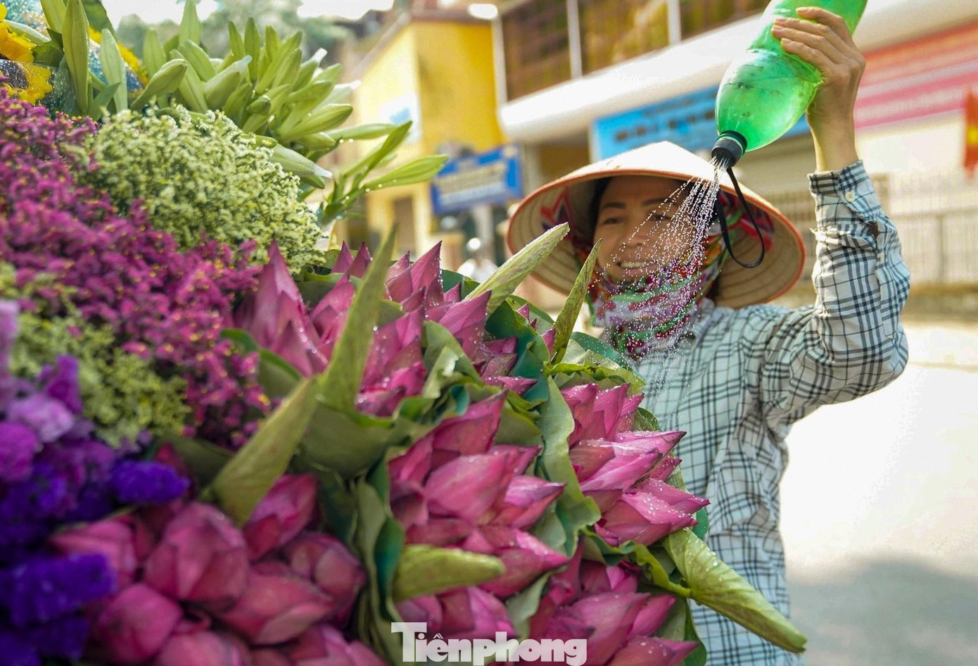 Sen đầu mùa hạ chưa nở rộ hết mà vẫn còn e ấp trong hơi thở của thiên nhiên đất trời, còn vương những giọt sương tinh khiết như ngọc trên mình.