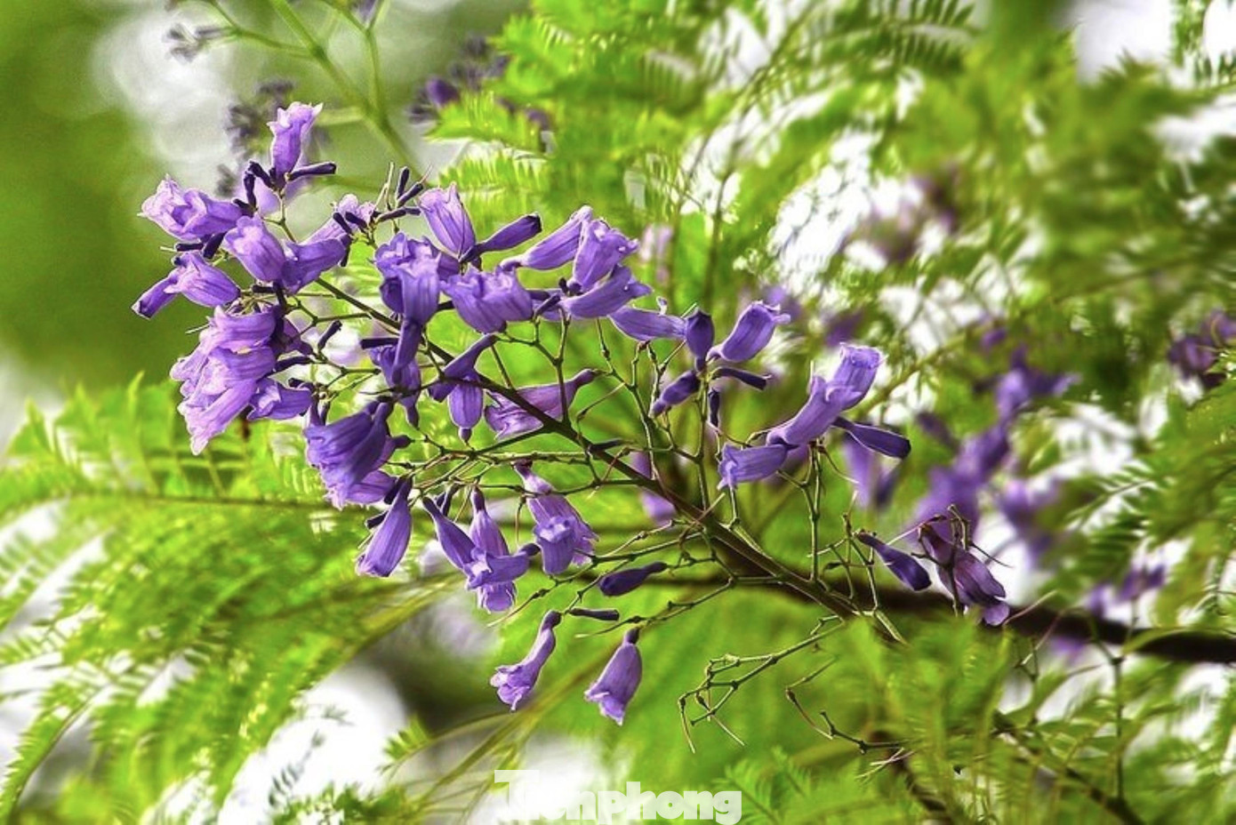 Ghi nhận tại các địa điểm như đường Láng, Trần Duy Hưng, Xã Đàn, đường Trần Khát Chân... nhiều người dân Thủ đô không khỏi bất ngờ khi thấy loài hoa này nở rộ, từng chùm, long lanh một góc trời mà giữa mùa hè tháng 5 không phải tháng 3 như ở thành phố của tỉnh Lâm Đồng.