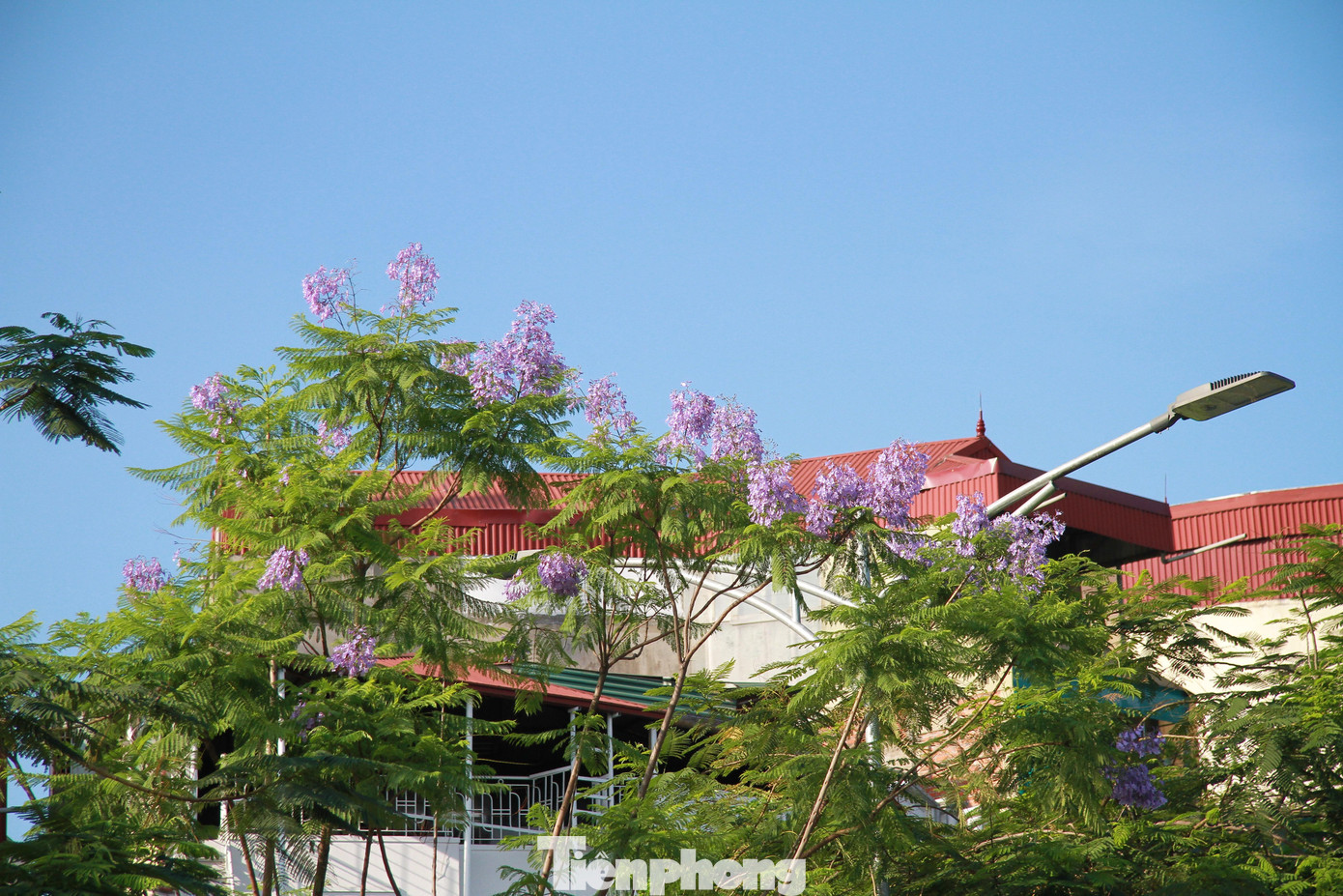 Loài cây này thường chỉ được biết đến nhiều ở vùng Đà Lạt- nơi có khí hậu mát mẻ quanh năm, còn ở phía Bắc luôn nắng nóng thất thường làm cho loài cây này không được trồng một cách phổ biến.