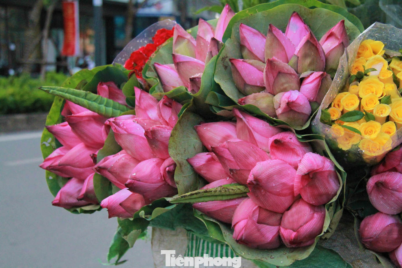 Hình ảnh hoa sen từ lâu đã gắn liền với ca dao, tục ngữ, gắn liền với đời sống và con người Việt Nam nói chung và người Hà thành nói riêng. Với mỗi người con Thủ đô, vẻ đẹp tinh khiết của hoa sen chính là một trong những điều tuyệt diệu không thể thiếu mỗi khi hè về