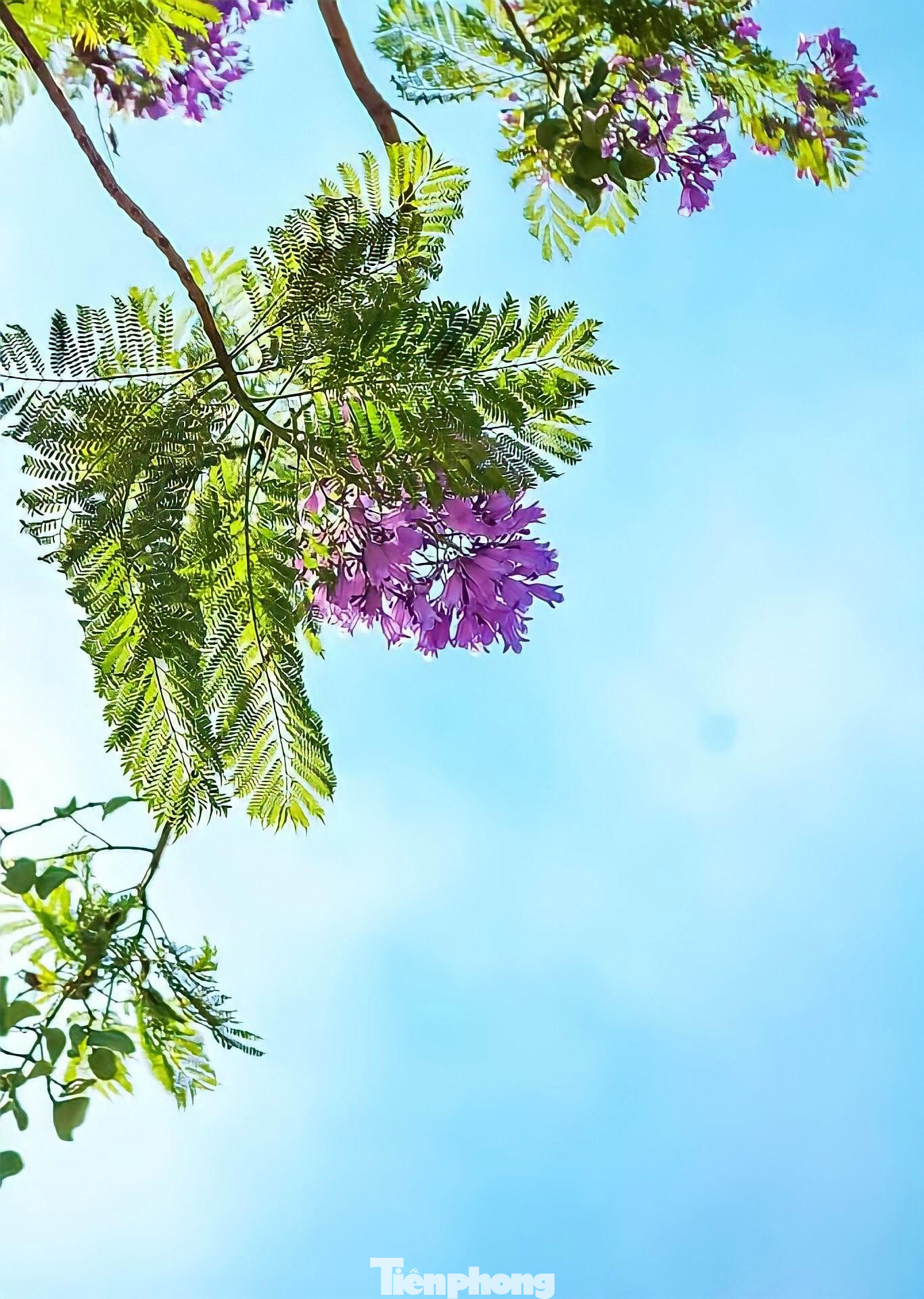 Cây phải trồng bằng hạt nên khi du nhập vào Việt Nam, việc nhân rộng giống cây này khá chậm chạp vì không thể chiết cành.