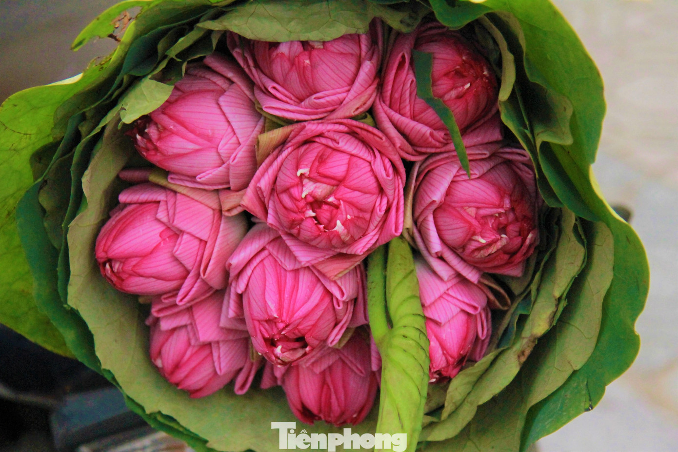 Sen Bách Diệp (sen Quan Âm) màu hồng đậm hơn có nhiều lớp cánh nhỏ, hương thơm dịu nhẹ.