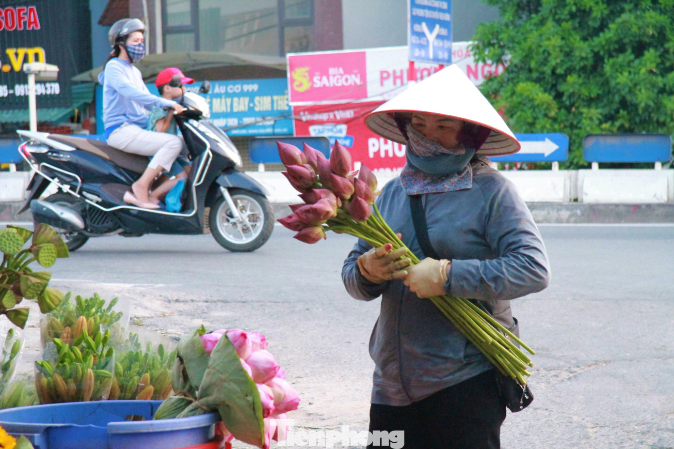 Trên những con phố Hà Nội như Lạc Long Quân, Thụy Khuê, Hoàng Hoa Thám, Nguyễn Chí Thanh, Phan Đình Phùng... đã bắt đầu thấy xuất hiện những bó sen hồng vừa lạ vừa quen.
