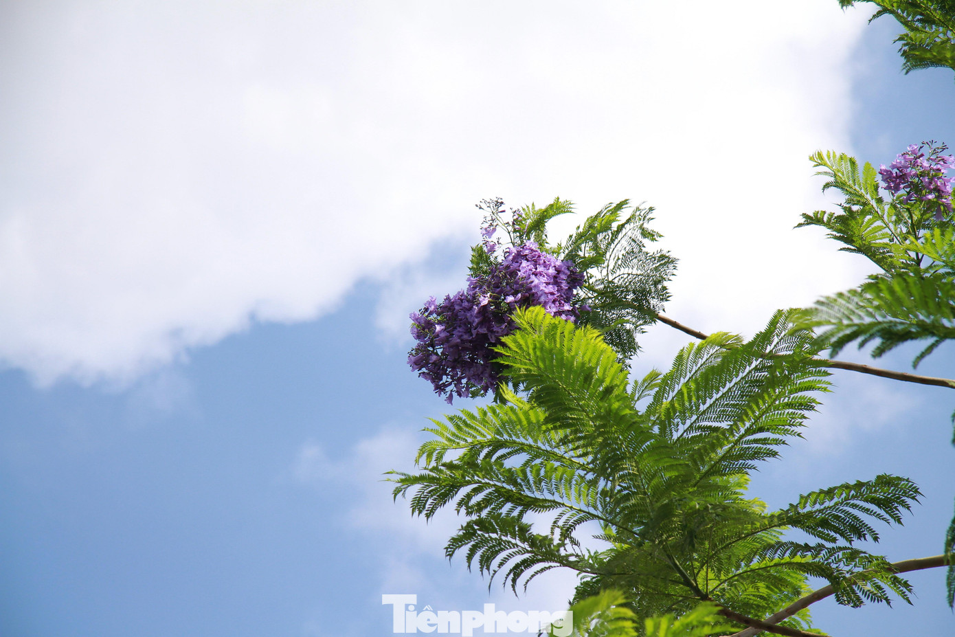 Cây phượng tím có nguồn gốc từ Châu Mỹ, có tên khoa học là Jacaranda acutifolia.