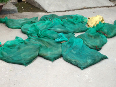 56 cá thể rắn hổ mang chúa bị thu giữ. 56 cá thể rắn hổ mang chúa bị thu giữ