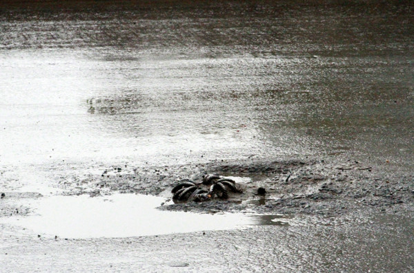 Những mốc sắt chòi hẳn lên giữa lòng đường