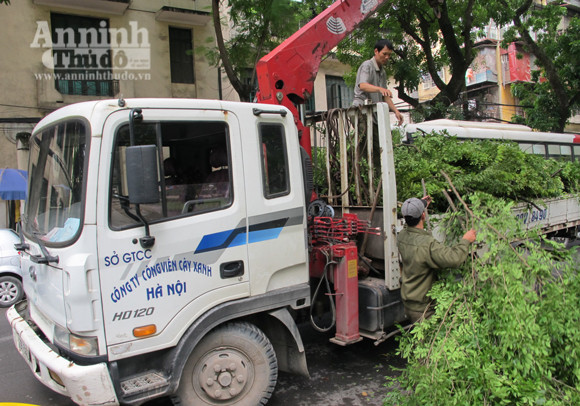 Công nhân thu dọn một phần cành lá mang đi..... Công nhân thu dọn một phần cành lá mang đi....