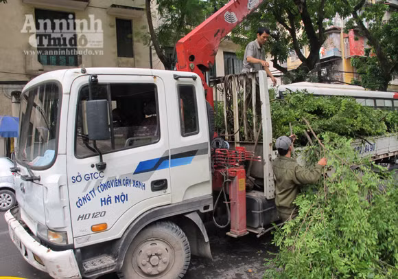 Công nhân thu dọn một phần cành lá mang đi....