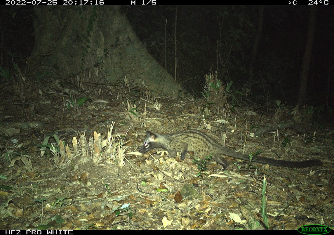 Cầy gấm (tên gọi khác là cầy sao hay cầy báo) có tên khoa học là Prionodon pardicolor. Đây là loài thú quý hiếm đã được đưa vào Sách đỏ Việt Nam. Cầy gấm (tên gọi khác là cầy sao hay cầy báo) có tên khoa học là Prionodon pardicolor. Đây là loài thú quý hiếm đã được đưa vào Sách đỏ Việt Nam.