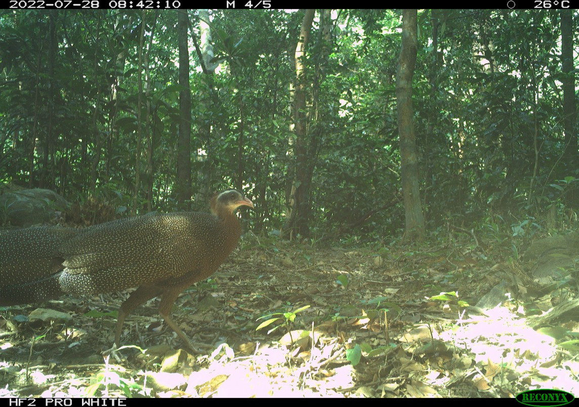 Trĩ sao (tên khoa học Rheinardia ocellata) là một loài chim lớn trong họ trĩ. Đây là phân loài đặc hữu, cực kỳ nguy cấp của Việt Nam. Trĩ sao (tên khoa học Rheinardia ocellata) là một loài chim lớn trong họ trĩ. Đây là phân loài đặc hữu, cực kỳ nguy cấp của Việt Nam.