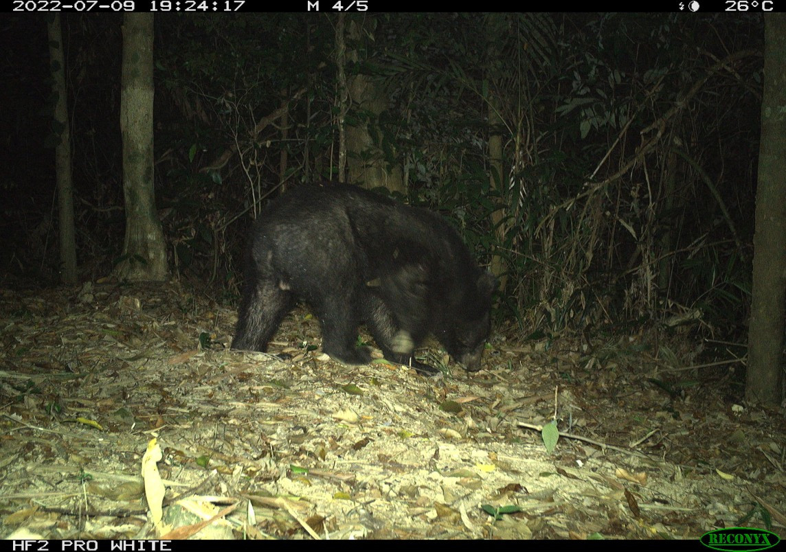 Một cá thể gấu ngựa (tên khoa học là Ursus thibetanus), được bẫy ảnh ghi lại vào tháng 7/2022. Gấu ngựa được đưa vào sách đỏ của Hiệp hội Bảo tồn thế giới, là một trong số các động vật đang bị đe dọa tuyệt chủng cần phải bảo tồn. Một cá thể gấu ngựa (tên khoa học là Ursus thibetanus), được bẫy ảnh ghi lại vào tháng 7/2022. Gấu ngựa được đưa vào sách đỏ của Hiệp hội Bảo tồn thế giới, là một trong số các động vật đang bị đe dọa tuyệt chủng cần phải bảo tồn.