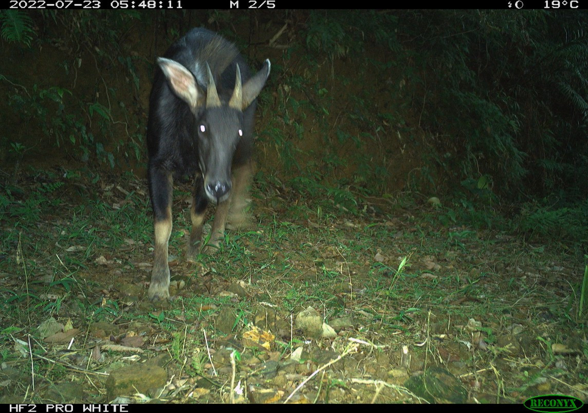 Sơn dương, tên gọi đầy đủ là sơn dương lục địa (Capricornis milneedwardsii), là một loài động vật cỡ lớn thuộc họ Trâu bò (Bovidae) sinh sống ở Việt Nam. Các cá thể trưởng thành của loài thú móng guốc này dài 1,4-1,8 mét, nặng 120-150 kg. Chúng thuộc diện loài Sắp nguy cấp trong Sách đỏ IUCN. Sơn dương, tên gọi đầy đủ là sơn dương lục địa (Capricornis milneedwardsii), là một loài động vật cỡ lớn thuộc họ Trâu bò (Bovidae) sinh sống ở Việt Nam. Các cá thể trưởng thành của loài thú móng guốc này dài 1,4-1,8 mét, nặng 120-150 kg. Chúng thuộc diện loài Sắp nguy cấp trong Sách đỏ IUCN.
