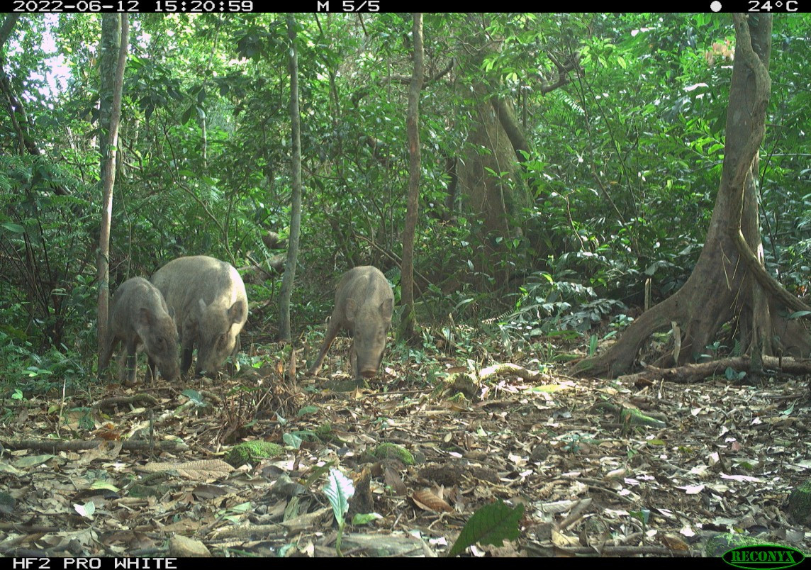"Gia đình" chà vá chân nâu và lợn rừng được bẫy ảnh ghi nhận. "Gia đình" chà vá chân nâu và lợn rừng được bẫy ảnh ghi nhận.