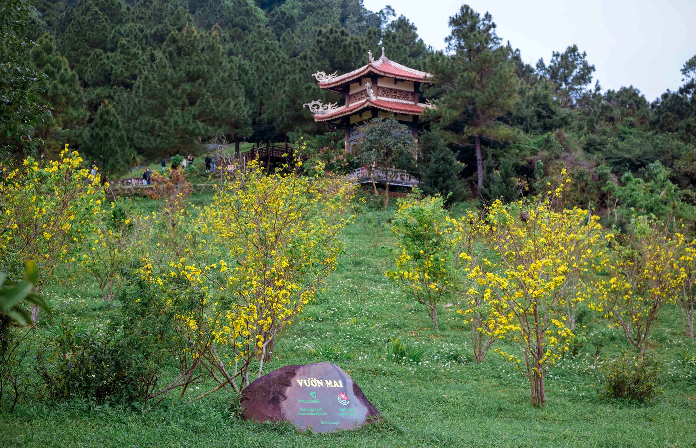 Vườn mai khoe sắc