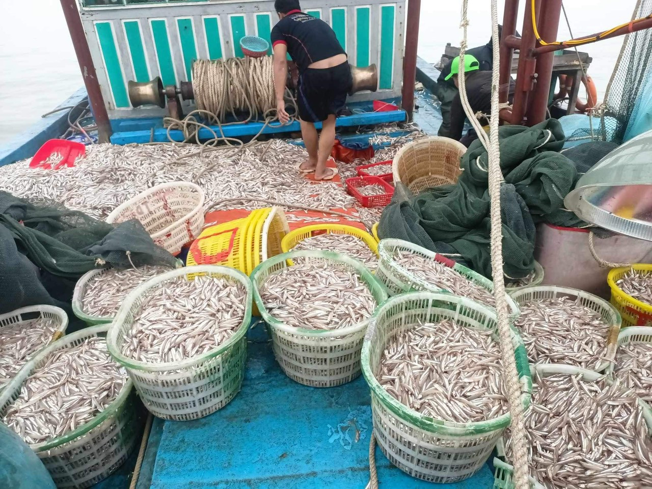 Được thương lái thu mua ngay tại bến, anh Cường thu về hơn 150 triệu đồng Được thương lái thu mua ngay tại bến, anh Cường thu về hơn 150 triệu đồng