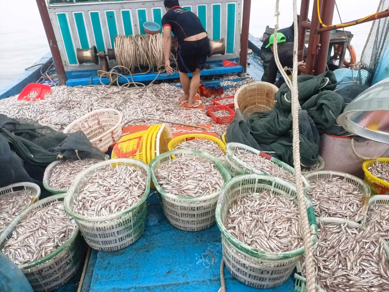 Được thương lái thu mua ngay tại bến, anh Cường thu về hơn 150 triệu đồng