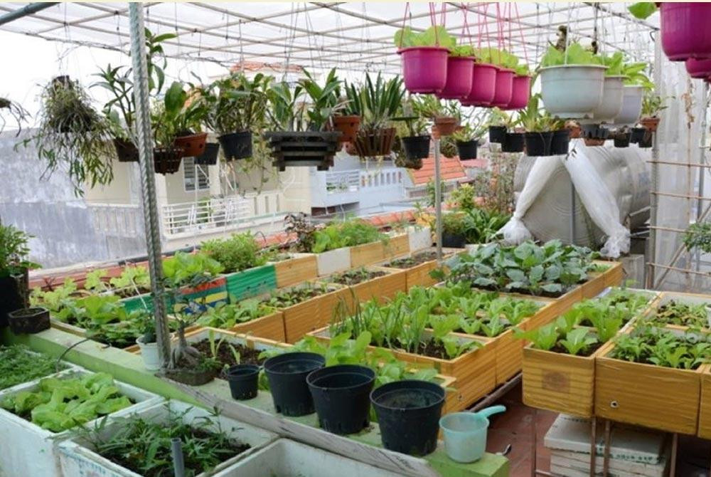 Không gian ngoài trời giúp chủ nhà tạo ra vườn rau cung cấp lương thực cho gia đình. Không gian ngoài trời giúp chủ nhà tạo ra vườn rau cung cấp lương thực cho gia đình.