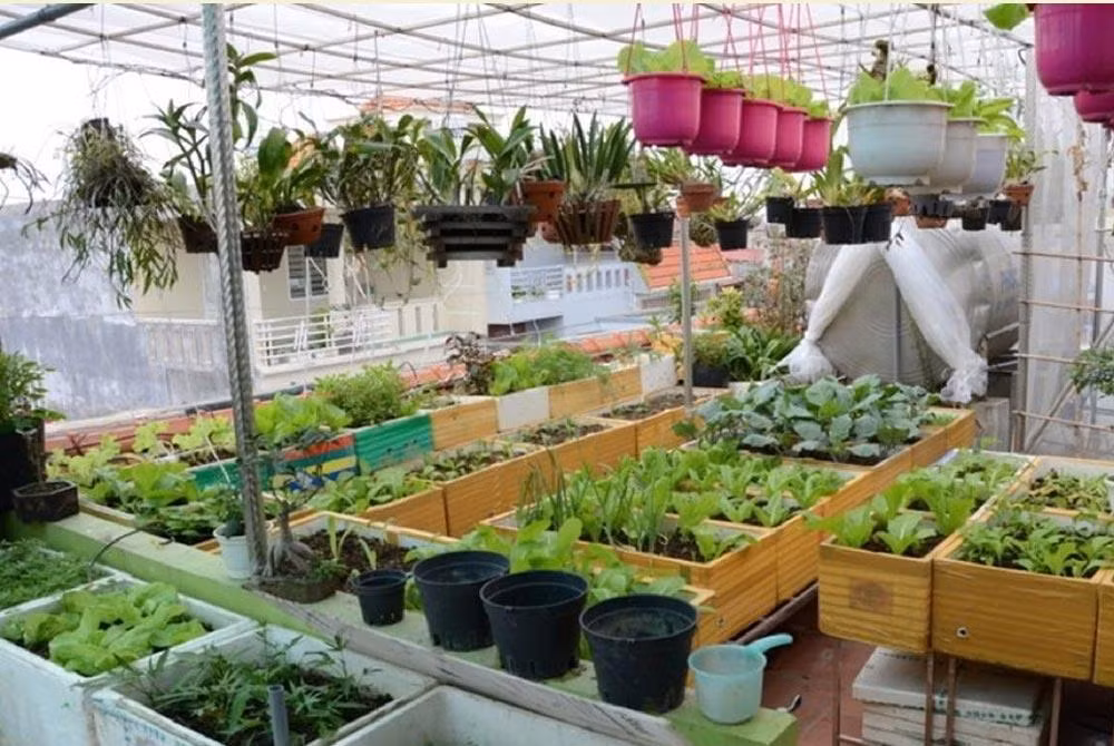 Không gian ngoài trời giúp chủ nhà tạo ra vườn rau cung cấp lương thực cho gia đình. Không gian ngoài trời giúp chủ nhà tạo ra vườn rau cung cấp lương thực cho gia đình.
