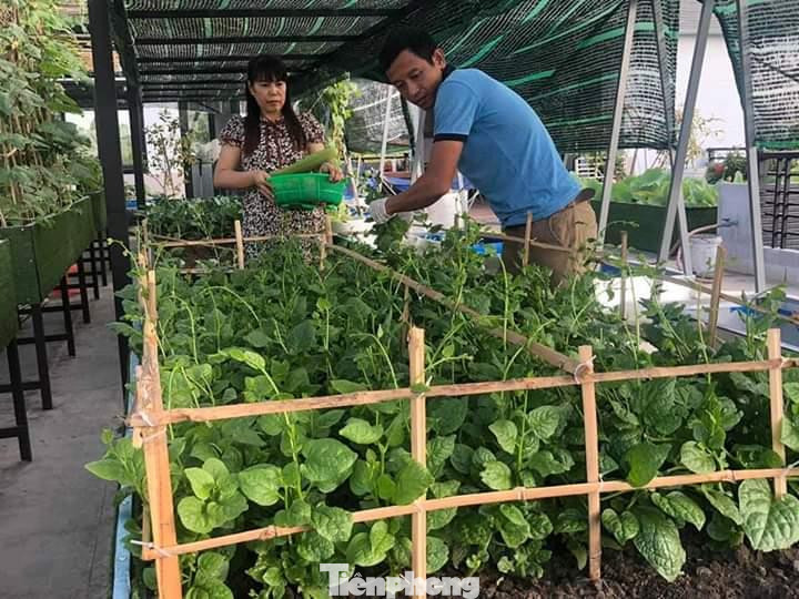 Đối với giống, gia chủ chọn cách ươm từ hạt chứ không mua cây giống vì nếu ươm được từ hạt cây sẽ khỏe, quen môi trường nên dễ phát triển, ít sâu bệnh.