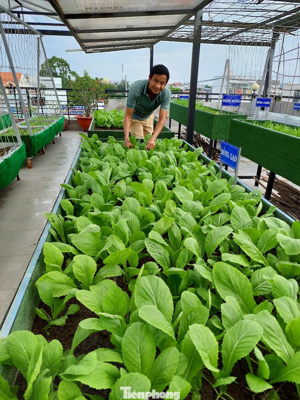 Nhờ sự tính toán tỉ mỉ mà đến cả khe tường rộng 20m2 cũng được anh Huynh tận dụng để trồng rau bí vì đoạn tường đó ngược hướng mặt trời. Trong khi đó khu vực không có gì che, nắng chiếu cả ngày anh chọn trồng sen vì giống hoa này ưa nắng giống như hoa sứ và nha đam,…Khu vực rau ngắn ngày, gia chủ tập trung ở giữa sân thượng để giảm gió, làm lưới che nắng.